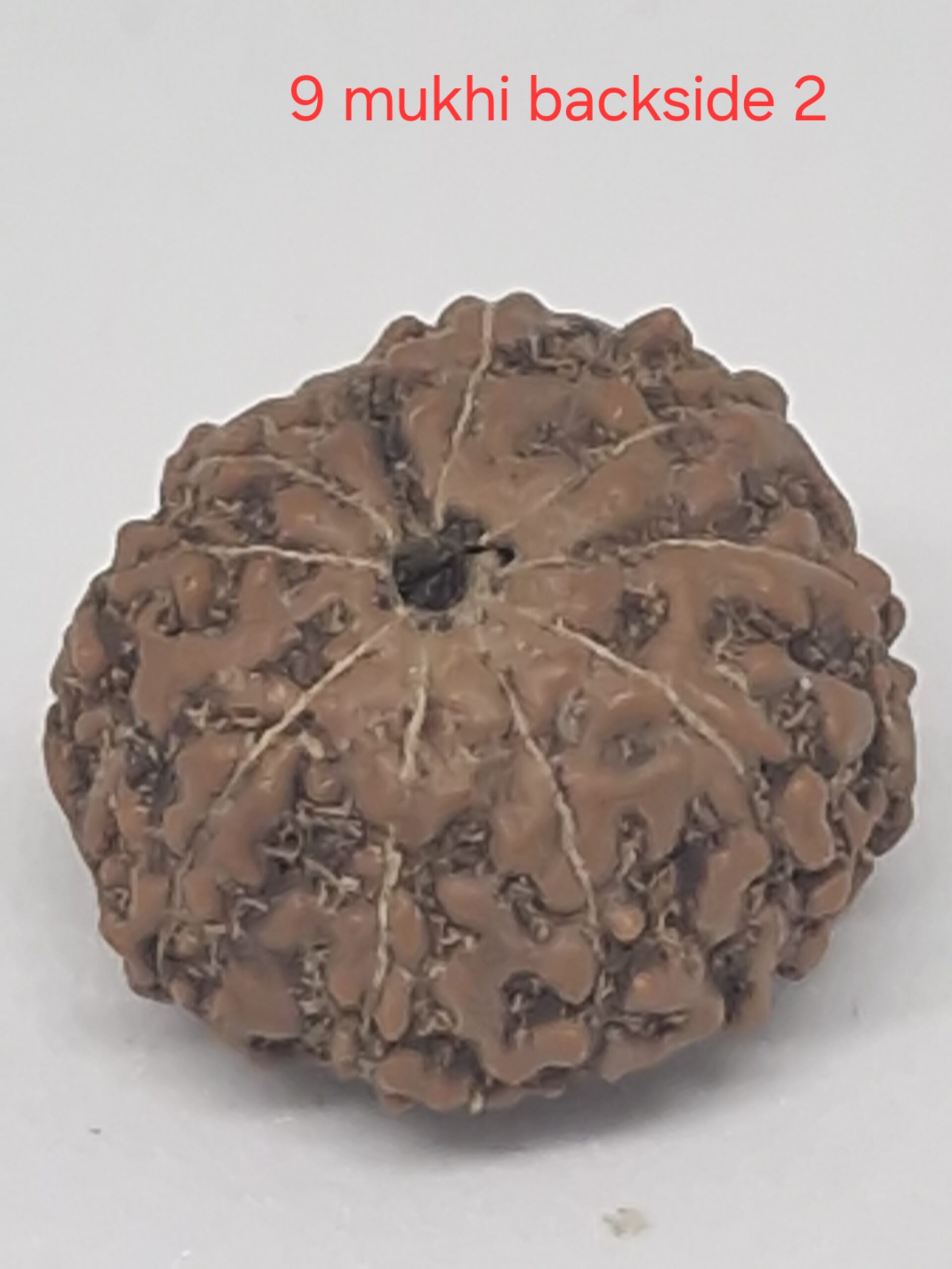9 mukhi  java rudraksha 16 mm + up - with Xray