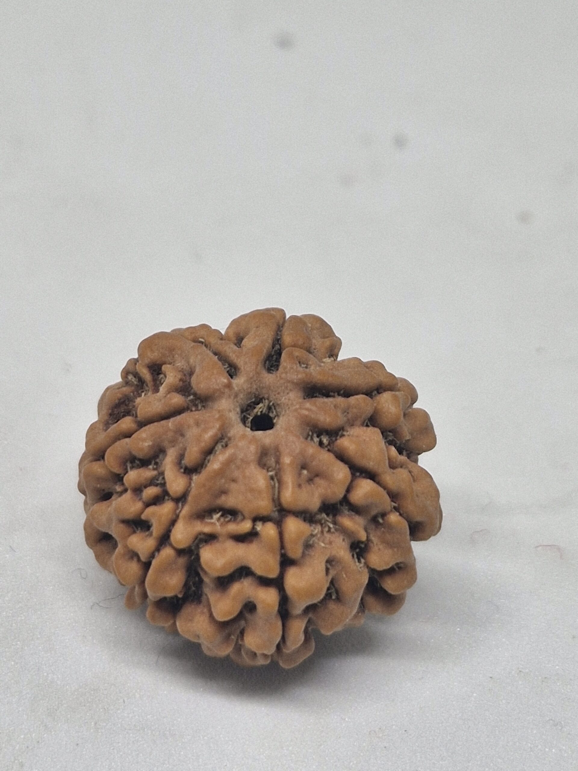 7 Mukhi Nepal Rudraksha (26mm+ Full-Seed Premium) With X-Ray – Wealth, Stability & Prosperity Bead