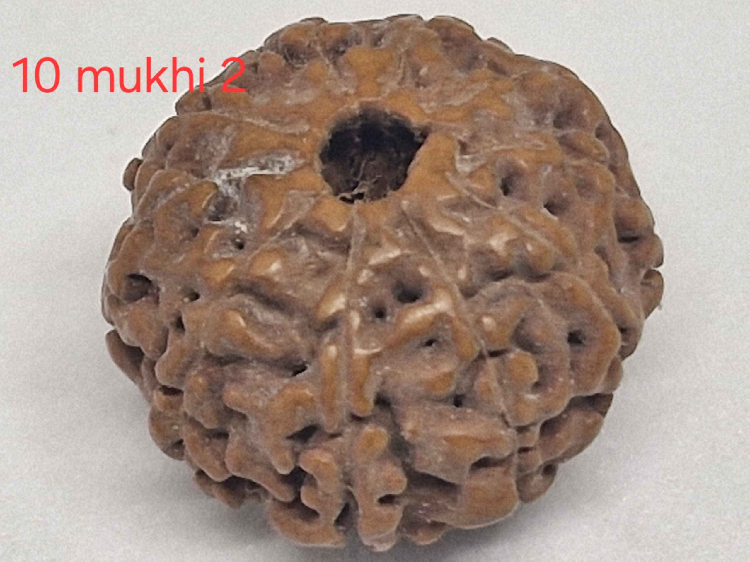 10 mukhi Java Rudraksha - 16mm+ up - Premium - with Xray