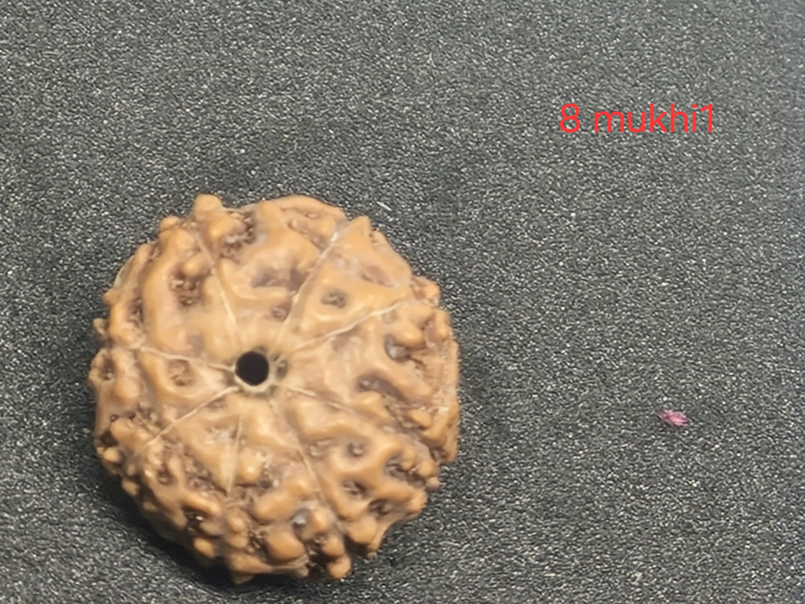 8 mukhi java Rudraksha - 16 mm + with Xray certificate