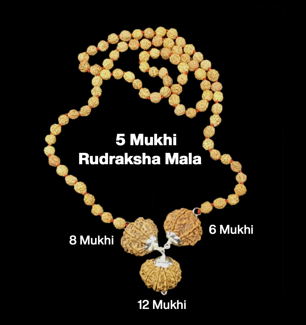 Rudraksha Combination for Business 6,8,12 Mukhi Nepal in Rudraksha Mala